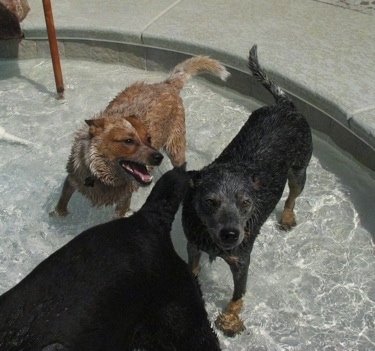 Two wet Australian Cattledogs are standing in a water fountain with a Rottweiler, in front of them.